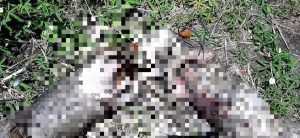 Lee más sobre el artículo Autoridades investigan grave caso de maltrato animal en la comuna Nueve de Ibagué