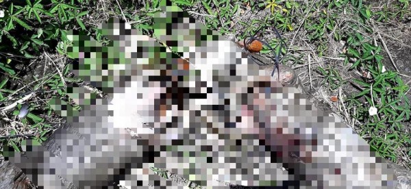 Lee más sobre el artículo Autoridades investigan grave caso de maltrato animal en la comuna Nueve de Ibagué