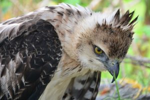 Lee más sobre el artículo Águila crestada fue rescatada en zona rural de Ataco