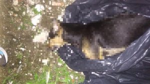Lee más sobre el artículo Ciudadanos denuncian envenenamiento de perros en el barrio Cutucumay de Ibagué