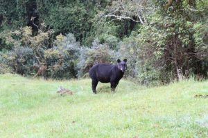 Lee más sobre el artículo Alcaldía de Ibagué celebra la Semana de las Especies Insignias