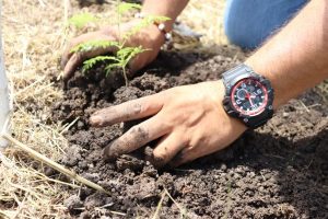 Lee más sobre el artículo En el marco del Día de la Conciencia Ambiental, 5.300 árboles serán sembrados en el CENOP