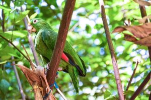 Lee más sobre el artículo Cortolima libera 49 animales silvestres en el norte del departamento