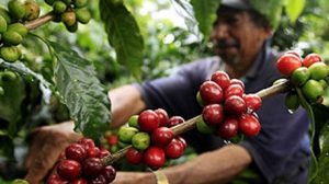 Lee más sobre el artículo Caficultores del Tolima tendrán descuento a la hora de exportar el grano en el exterior