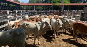 Lee más sobre el artículo La tradicional Feria Ganadera del Guamo, reabrió sus actividades comerciales