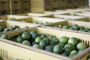 Lee más sobre el artículo Gobierno Departamental adelantará jornada de prevención y control con productores de cítricos