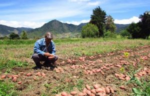 Lee más sobre el artículo Gobierno Nacional asignó más de $500 millones para productores de papa en el Tolima