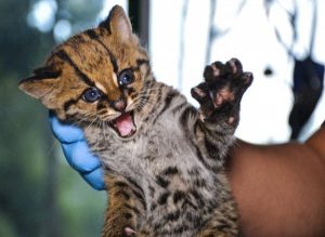 Lee más sobre el artículo Cría de ocelote fue rescatada de cazadores en zona rural de Chaparral