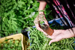 Lee más sobre el artículo Más de 2.000 árboles serán sembrados en Ibagué para conservación de ríos y quebradas