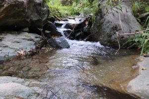 Lee más sobre el artículo Alcaldía de Ibagué recupera cinco fuentes hídricas en el Cañón del Combeima