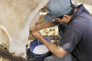Lee más sobre el artículo ‘Yo le Compro al Tolima’, estrategia que busca reactivar la economía del sector lechero