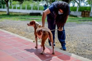 Lee más sobre el artículo CAPA esterilizó a más de 1.100 animales durante en el 2020