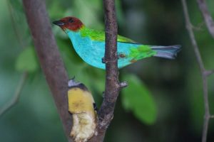 Lee más sobre el artículo El Tolima, un departamento que es noticia por sus aves