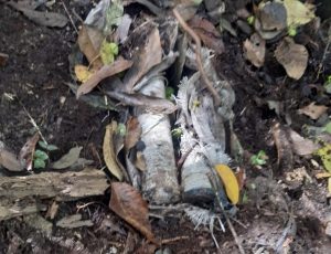 Lee más sobre el artículo Soldados del Ejército Nacional destruyeron dos minas antipersonal en zona rural de Planadas