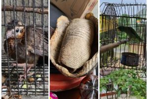 Lee más sobre el artículo Autoridades recuperaron animales silvestres que estaban siendo explotados en Honda