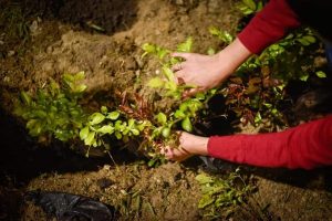 Lee más sobre el artículo Alcaldía de Ibagué recuperará fuentes hídricas en la comuna 13