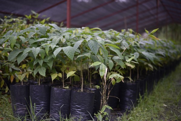 En este momento estás viendo Ibagué le apuesta a reforestar 100.000 árboles durante el 2021