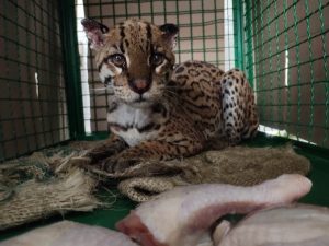 Lee más sobre el artículo Regresó a su hábitat la ocelote atacada por perros en Chaparral