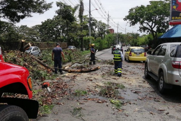 Lee más sobre el artículo Autoridades de Ibagué atendieron emergencias por lluvias en varios puntos de la ciudad