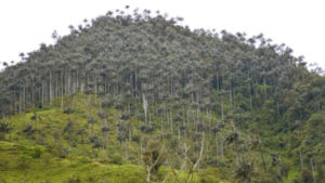 Lee más sobre el artículo El Tolima, departamento rico en palma de cera