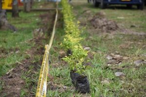 Lee más sobre el artículo Con la siembra de mil plantas se reforestó un parque de la comuna 8 de Ibagué