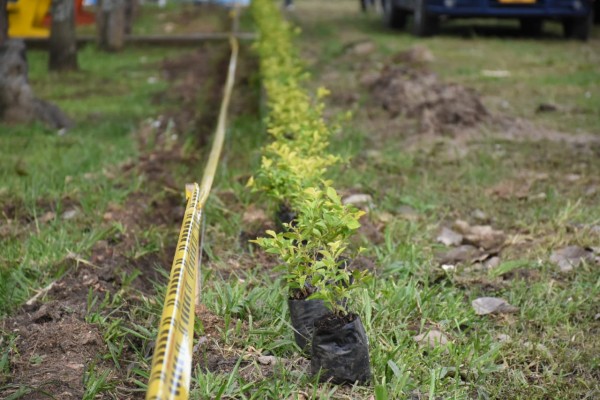 Lee más sobre el artículo Con la siembra de mil plantas se reforestó un parque de la comuna 8 de Ibagué