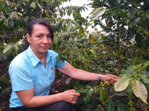 Lee más sobre el artículo Mujeres de Rovira producen unos de los mejores cafés del Tolima