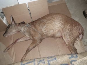 Lee más sobre el artículo Venado fue rescatado en zona rural de Chaparral