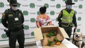 Lee más sobre el artículo La sorprendieron en Ibagué transportando 11 especies silvestres
