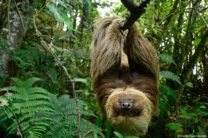 Lee más sobre el artículo Cortolima liberó un perezoso en zona rural de Ibagué