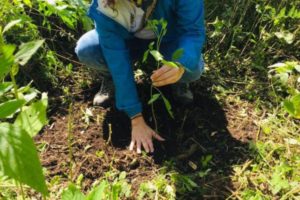 Lee más sobre el artículo Más de 4.000 árboles serán plantados en San Juan de la China