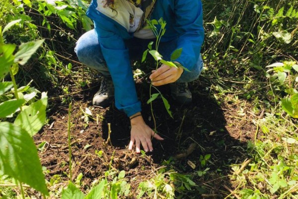 Lee más sobre el artículo Más de 4.000 árboles serán plantados en San Juan de la China