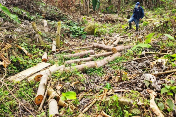 Lee más sobre el artículo Cerca de 168 árboles fueron talados ilegalmente en zona montañosa de Melgar