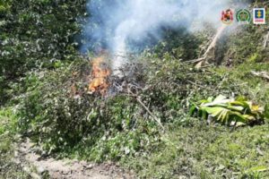 Lee más sobre el artículo Erradicaron una hectárea de cultivo de coca en Ortega y judicializaron a su propietario