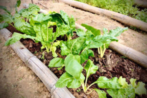 Lee más sobre el artículo A través del proyecto ‘Produce sano, cultiva vida’, Cortolima promueve la conservación del suelo