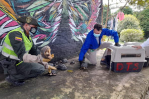 Lee más sobre el artículo Autoridades recuperaron 13 especies silvestres en zona rural de Ibagué