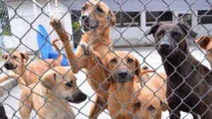 Lee más sobre el artículo Procuraduría indaga al alcalde de Ibagué y otros funcionarios por presunto maltrato animal en el CAPA