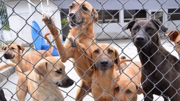 Lee más sobre el artículo Procuraduría indaga al alcalde de Ibagué y otros funcionarios por presunto maltrato animal en el CAPA