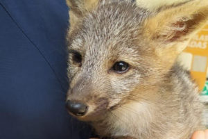Lee más sobre el artículo Autoridades rescataron a un zorro cachorro en zona rural de Cunday