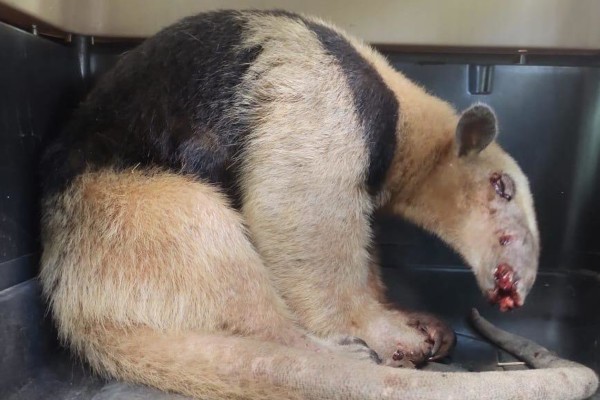 Lee más sobre el artículo Cortolima rescató un oso hormiguero que se encontraba herido