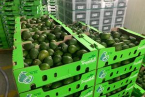 Lee más sobre el artículo Aguacate Hass cosechado en el Tolima llegará a mercados internacionales en lo que resta del año