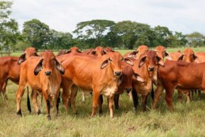 Lee más sobre el artículo Ganaderos del Tolima recibirán kits de inseminación  para producir más carne y leche