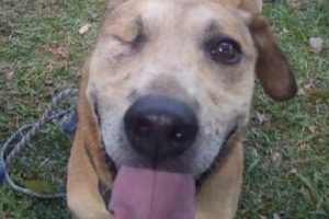 Lee más sobre el artículo Fiscalía imputó cargos a un hombre que golpeó a ‘Zeus’ en el municipio de Falan