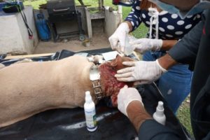 Lee más sobre el artículo Maltrato animal: Hombre atacó con machete al perro de su vecina en Valle de San Juan