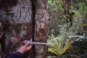 Lee más sobre el artículo ¡Huellas esperanzadoras del oso andino en el norte del Tolima!