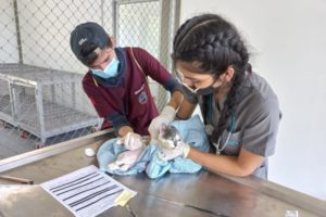 Lee más sobre el artículo Facultad de Medicina Veterinaria y Zootecnia de la UT realizó brigada de salud animal en Icononzo