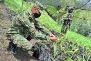 Lee más sobre el artículo Cajamarca tiene el primer vivero a nivel nacional de palma de cera