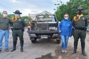 Lee más sobre el artículo Autoridades incautaron 19 individuos de fauna silvestre en Ibagué y Melgar