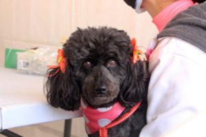 Lee más sobre el artículo Inician jornadas de vacunación de mascotas contra la rabia canina y felina en Ibagué