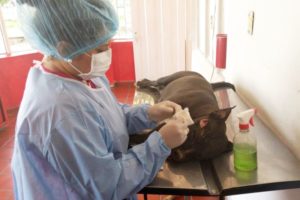Lee más sobre el artículo Más de 1.900 mascotas han sido esterilizadas por el CAPA en lo corrido de 2021